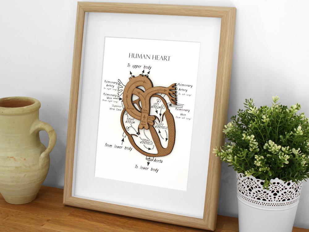 human heart anatomy art, heart art