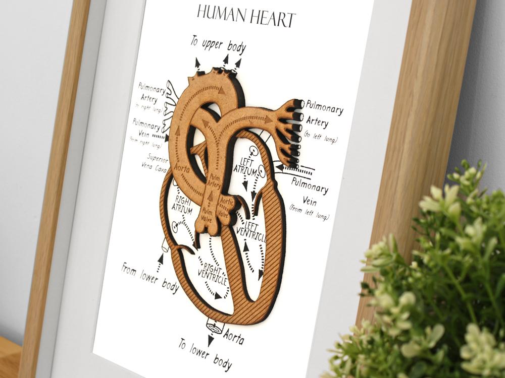 anatomy decor, heart art, medical art