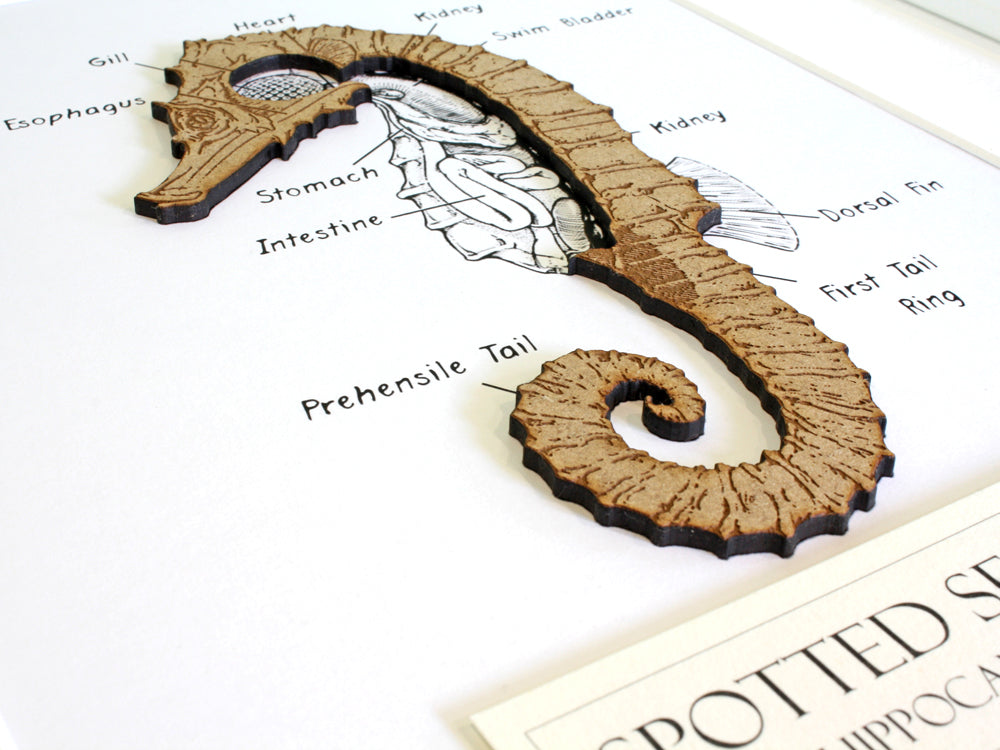 Seahorse nautical decor