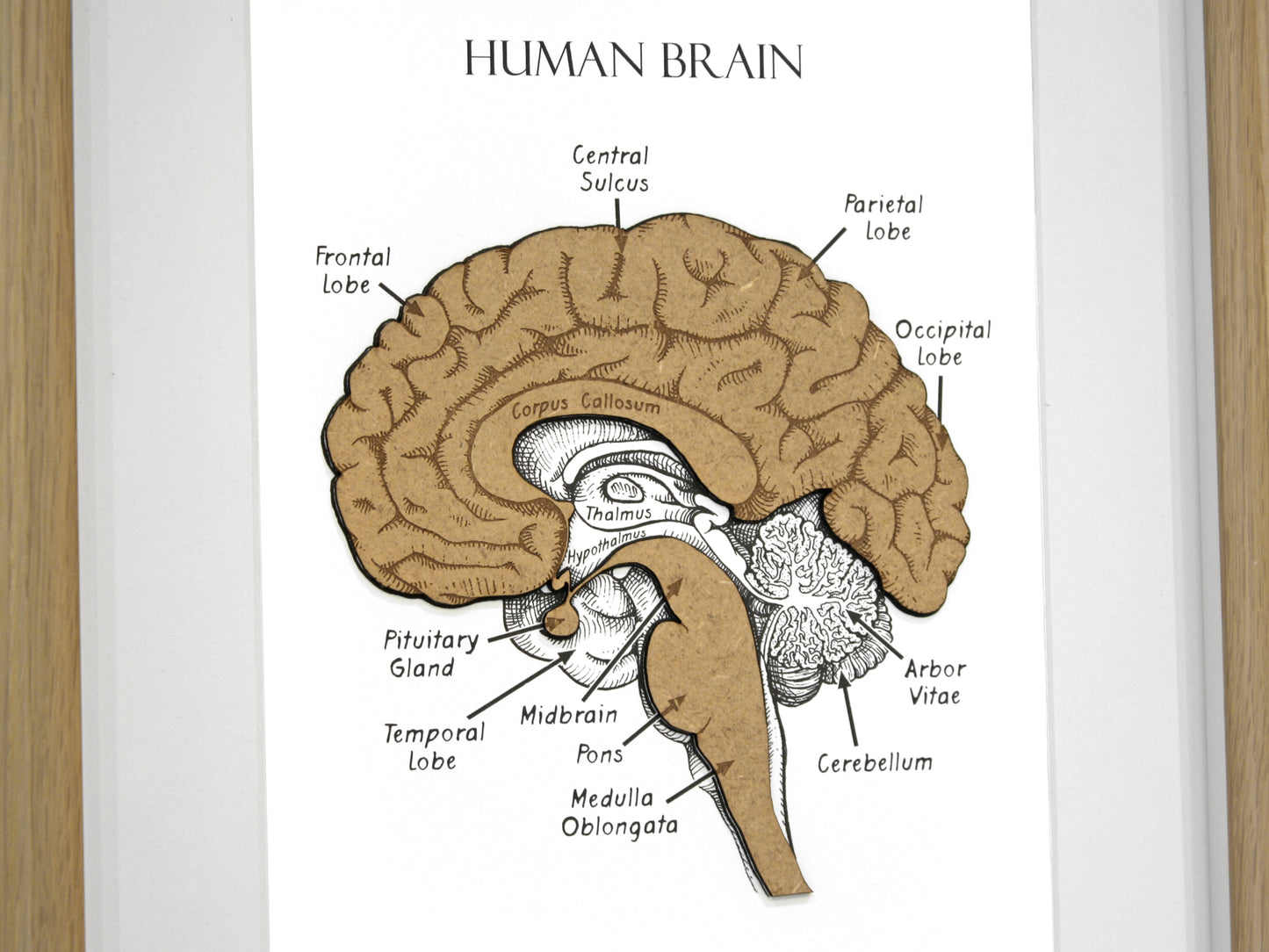 psychiatist gift, brain art, anatomy decor