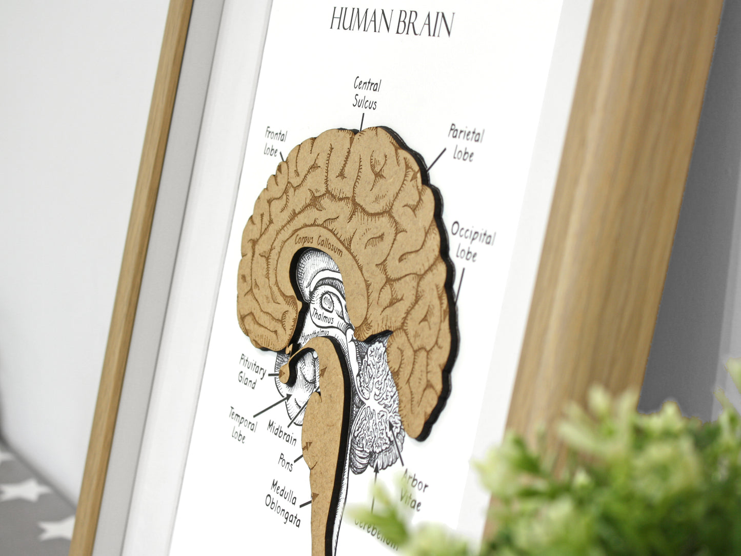 brain anatomy art