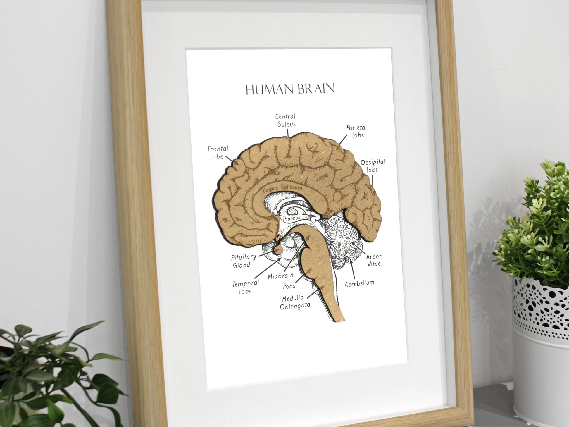 brain anatomy artwork
