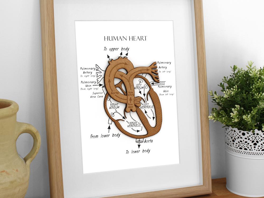 anatomy art, human heart art, doctor gift