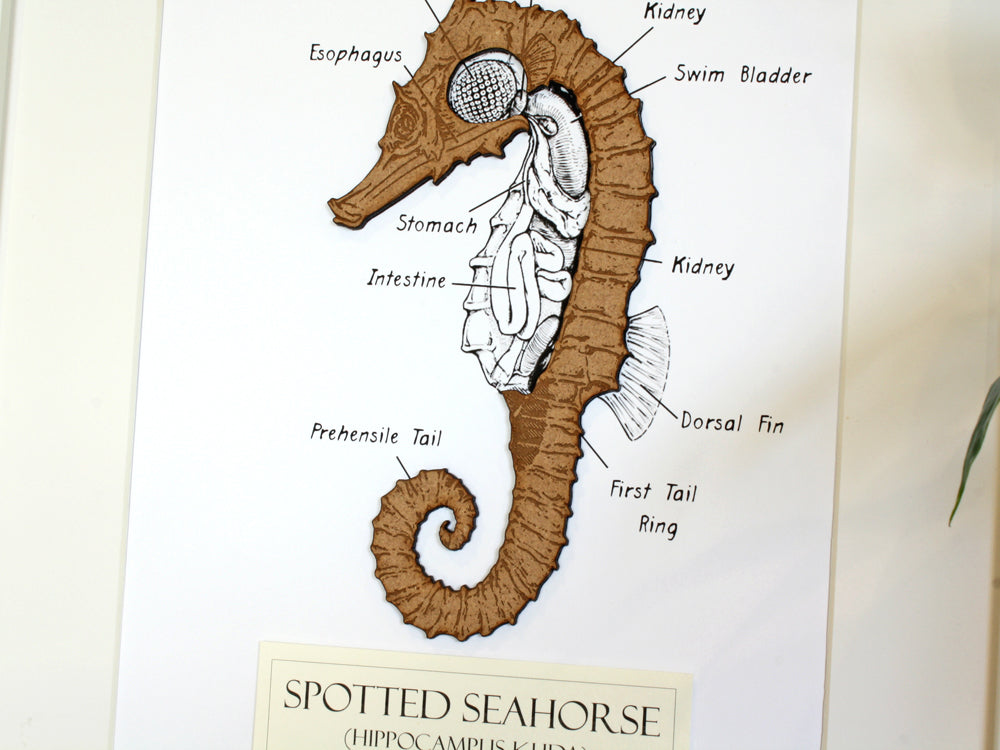 Seahorse nautical decor