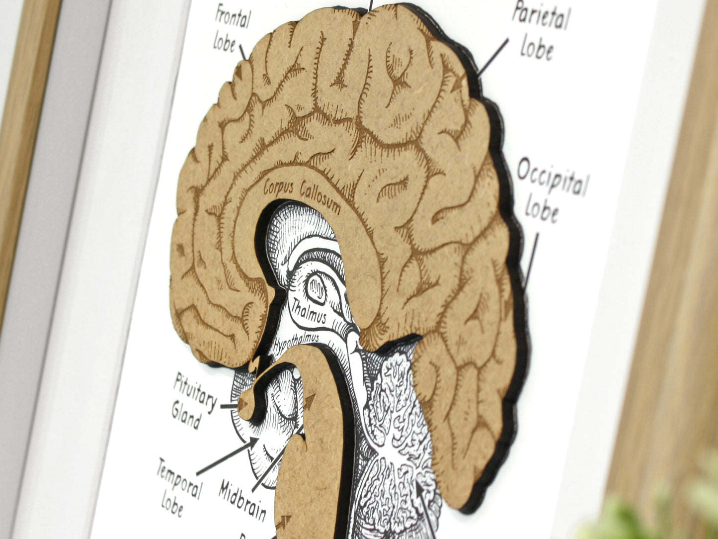 Human brain anatomy art