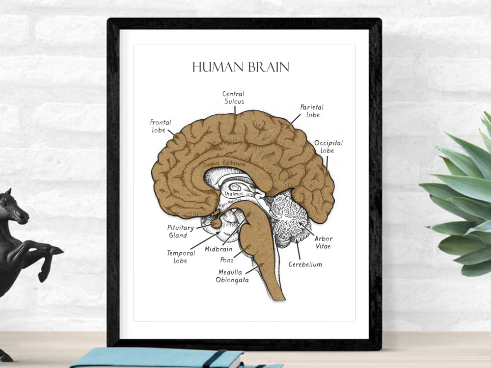 anatomy art, human brain